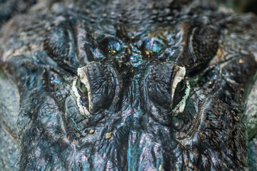 Crocodile skin texture