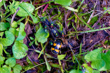 Gemeiner Totengräber (Nicrophorus vespillo) mit Goldfliegen