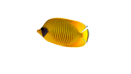 A vibrant yellow butterflyfish with striking black markings swims gracefully in clear water, showcasing its intricate patterns
