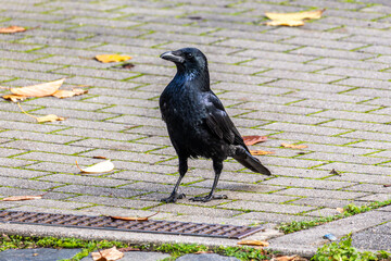Naklejka premium A black crow standing on cobblestones in autumn sunlight, its glossy feathers shimmering beautifully in the warm natural light.