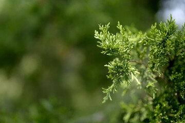 Fresh pine needles and branches with bright green new growth against blurred forest background. Macro photograph highlighting conifer's delicate needle clusters.