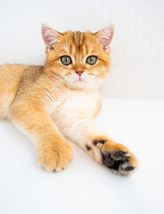 A fluffy orange cat A British Golden Chinchilla with striking green eyes is lying peacefully on a...