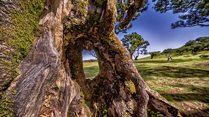 Mystical Fanal Forest, Vereda do Fanal, Laurissilva Forest Paul da Serra, Ancient Laurel Forest, UNESCO World Heritage Site, Madeira, Portugal, Europe