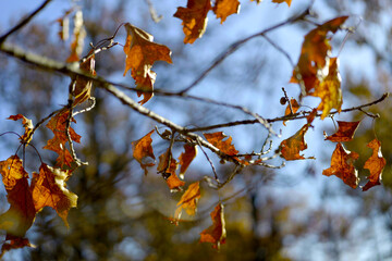 Golden-orange autumn leaves clinging to a branch, backlit by soft sunlight with a bokeh background, capturing the peaceful mood of the fall season.