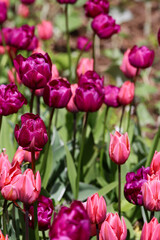 Obraz premium tulips in the garden