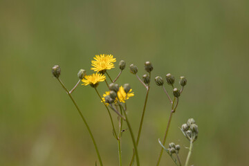 yellow flower on green background