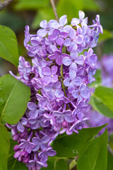 lilac flowers on a green background