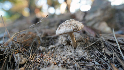 Ringless Amanita ceciliae with unique patterned cap growing naturally among leaves