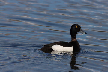 Fototapeta premium Bird on the water