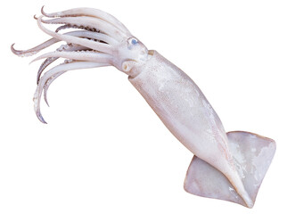 Mock up Splendid squid