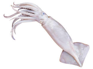 Mock up Splendid squid