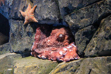 butterfly on rock Shows an octopus and starfish on rocks. Full-frame composition, red-gray tone. Realistic style, marine background