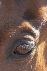 Naklejka premium eye of the horse
