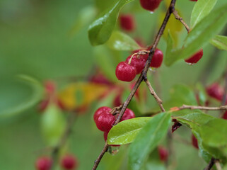 雨の降る11月に美味しそうに赤く実ったアキグミ