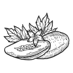 Hand drawn papaya fruit sketch. Vector illustration of whole and half pawpaw with flower, leaves. Vintage food illustration in black and white.