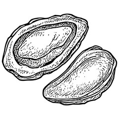 Fototapeta premium Abalone