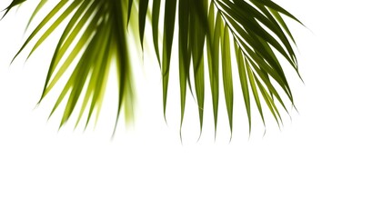 Close-up of vibrant green palm fronds against a bright white background, creating a minimalist and natural composition.