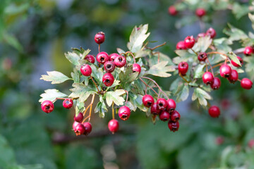 red berries on a tree Displays red berries on a bush. Full-frame composition, red-green tone. Realistic style, nature background