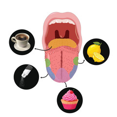 tongue taste buds vector
