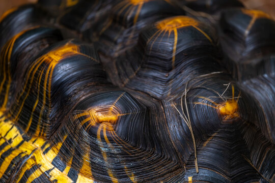 The shell of a large turtle in close-up.