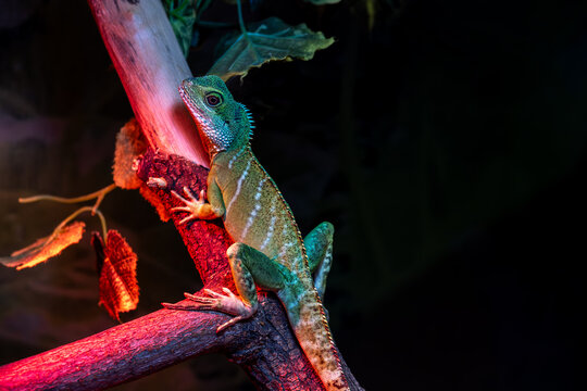 A species of lizards from the Agamaceae family.Agama lizard on a branch in close-up.