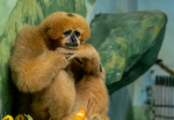 Obraz premium Sad gibon monkey at the zoo.