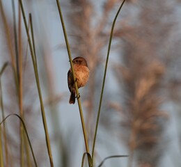 Birds on tree