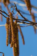 Small branch of black alder Alnus glutinosa with male catkins and female red flowers. Blooming alder in spring beautiful natural background with clear earrings and blurred background