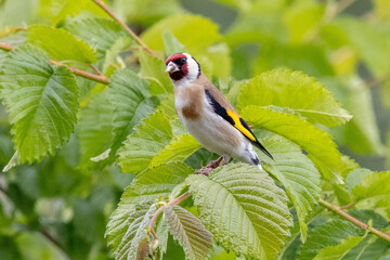 Goldfinch perched on a branch