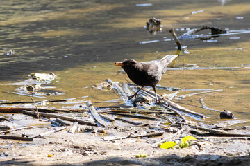 Blackbird on the shore of a lagoon