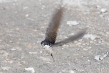 Barn swallow in flight or perched