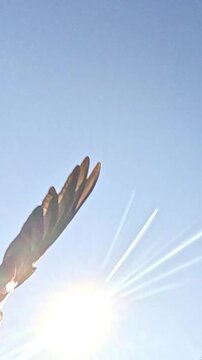 A pigeon descends from the sky and gently lands with wings spread wide, illuminated by bright sunlight against the clear blue background creating calm dynamic motion