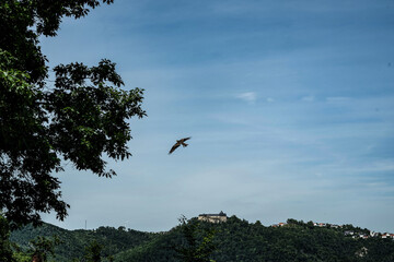 vogel himmel flug adler