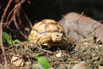 African Sulcata Tortoise Natural Habitat,Close up African spurred tortoise resting, cute animal