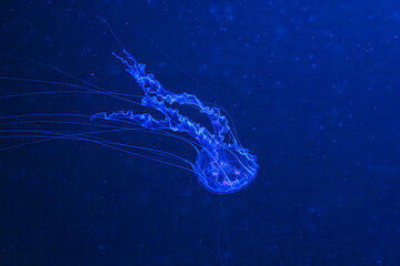 Chrysaora achlyos or black sea nettle jellyfish drifting gracefully in deep blue water with illumination of aquarium. Animal, aquatic organism, underwater life, biodiversity