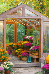 Beautiful wooden greenhouse filled with blooming chrysanthemums in vivid autumn colors surrounded by golden, yellow fall leaves and natural garden path. Gardening, plant breeding, decorative garden
