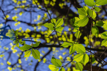 Bright green hornbeam tree leaves in front of the sky. Forest nature background
