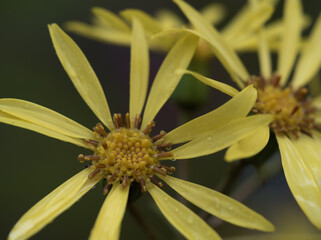雨上がりの11月に咲いた黄色くて可愛らしいツワブキの花