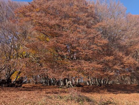 La faggeta di Canfaito in autunno nelle Marche in Italia