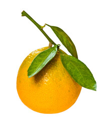 tangerine with green leaves isolated on white background