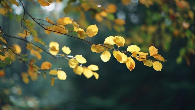 A tranquil close-up shot captures vibrant yellow and hints of green leaves clinging to slender tree branches. Natural light filters gently through the foliage, creating soft highlights and exquisite b