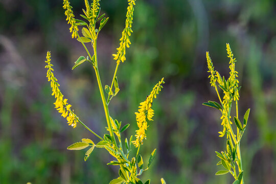 In the wild bloom Melilotus officinalis - honey, essential oil and medicinal plant