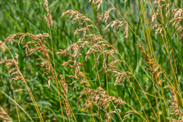 Poa trivialis rough bluegrass, rough-stalked meadow-grass or rough meadow-grass, is perennial plant regarded in US as ornamental plant. It is part of grass family