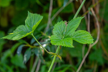 hop leaves. Humulus. green leaves of a climbing plant. natural autumn background, leaves close up. light, bright hop leaves.