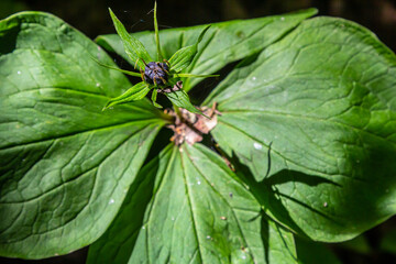 Very poisonous plant Raven's eye four-leaf Paris quadrifolia also known, berry or True Lovers Knot growing in the wild in a forest