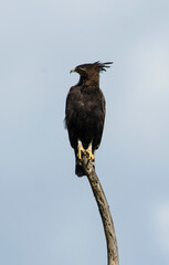 Aigle huppard