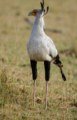 Messager sagittaire,Sagittarius serpentarius, Secretarybird, Tanzanie