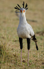 Messager sagittaire,Sagittarius serpentarius, Secretarybird, Tanzanie