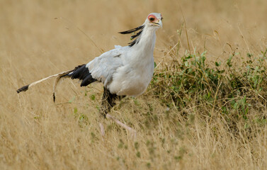 Messager sagittaire,Sagittarius serpentarius, Secretarybird, Tanzanie