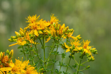 flowers of Saint Johns wort, Hypericum perforatum
